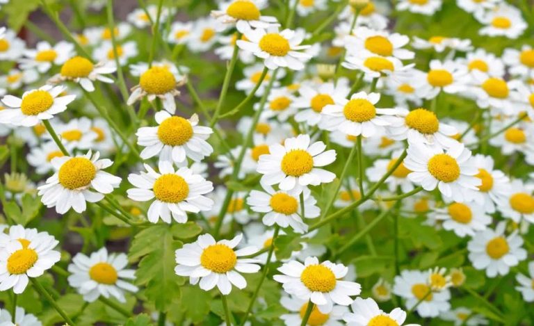 Feverfew For Migraines