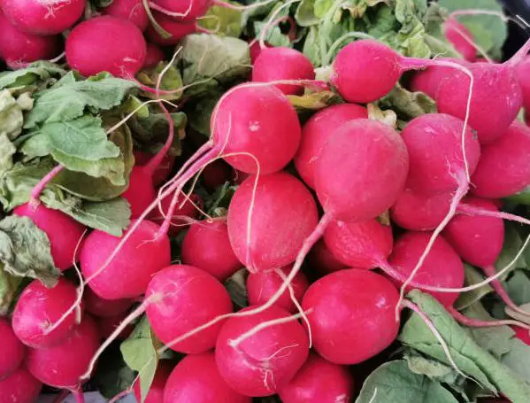 A Case For The Radish