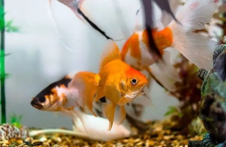 How To Create A Goldfish Aquarium