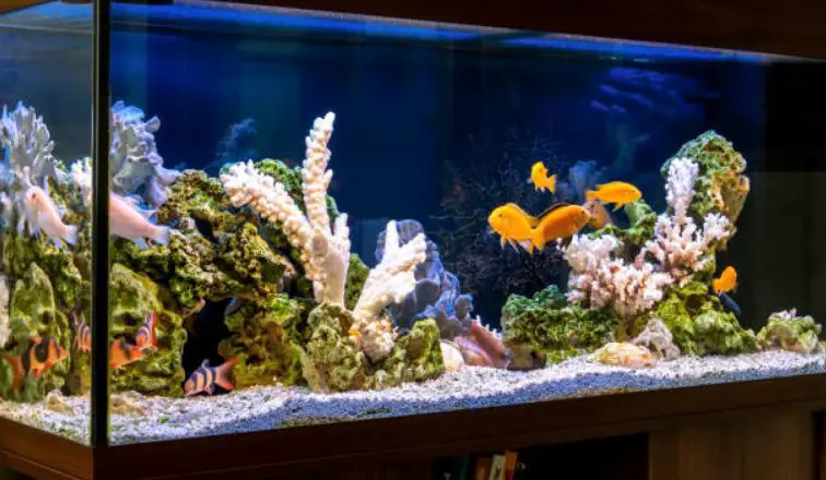 How To Re-Create A Natural Habitat For Your Aquarium Fish