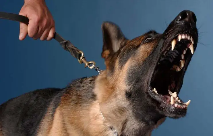 3 Way To Stop This Embarrassing And Stressful Barking Forever!