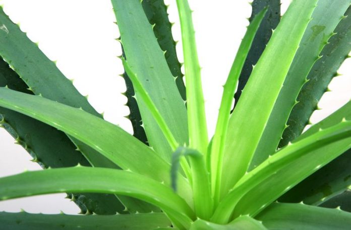 Egyptian And Antique Populations Who Used Aloe Vera For Healing