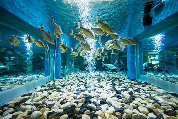 How To Select Aquarium Décor
