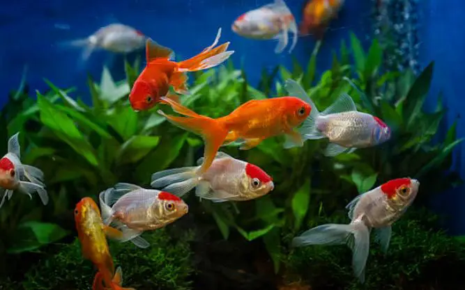 Making Money Selling Aquarium Fish