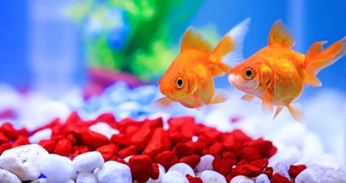 Where To Find Aquarium Fish