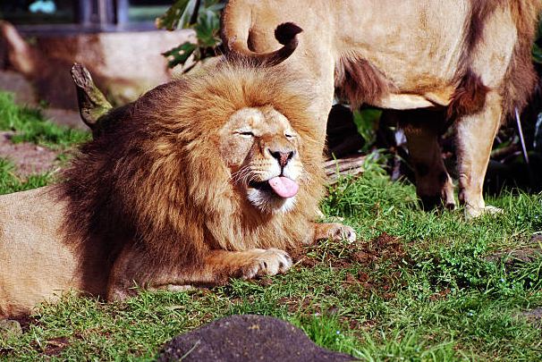 The Pleasures Of Auckland Zoo, New Zealand