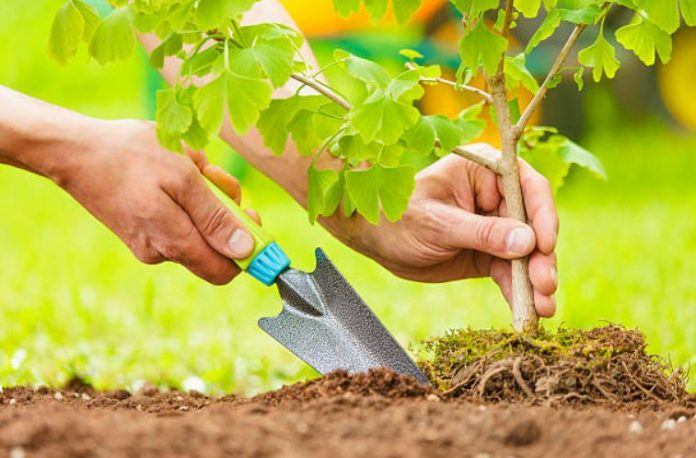 How To Plant Your Bare-Root Plants And Keep Them Safely