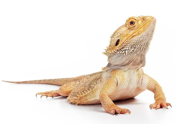 A Great Pet – The Bearded Dragon