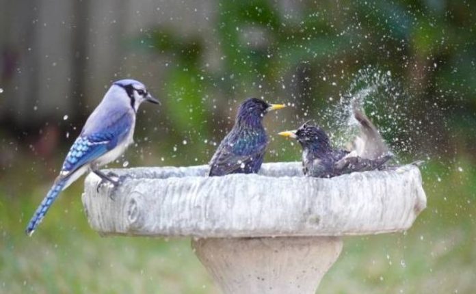 Some Very Good Reasons To Put A Bird Bath In Your Backyard