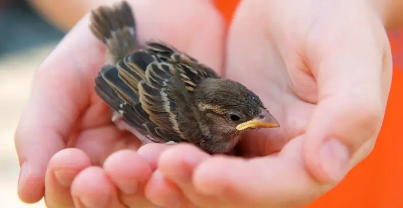 Rescue - What To Do When Kids Bring Home A Baby Bird