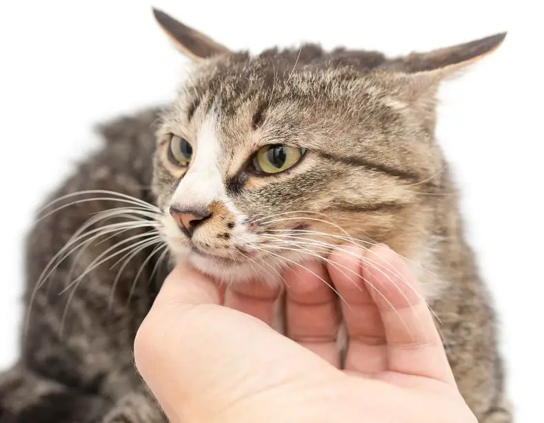 The Best Ways To Care For Cats