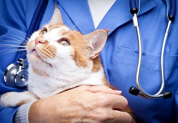 Natural Solutions To Your Cat’s Health Problems