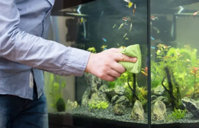 How to Clean an Aquarium