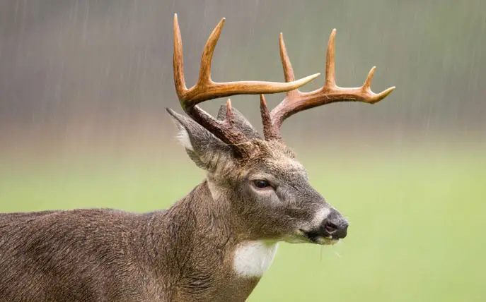 Deer Hunting In Variable Weathers