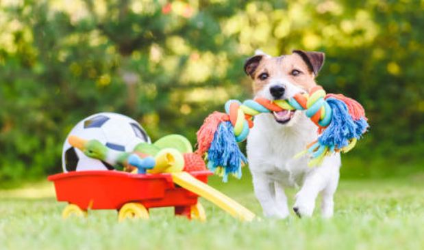 Using Dog Toys To Stop Boredom