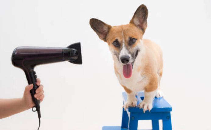 Drying The Dog