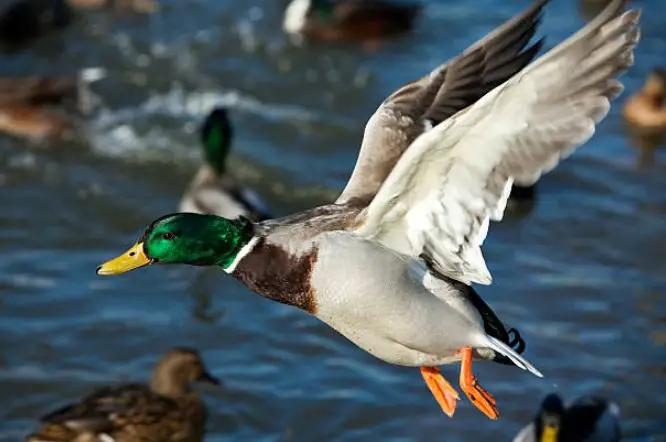 The Basics Of Duck Hunting