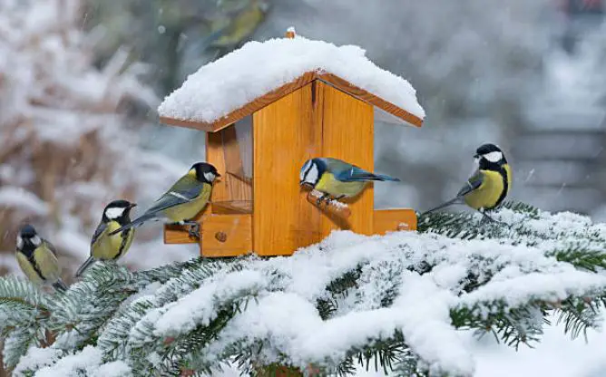 Feeding Birds In Winter - Success Begins With Fall Feeding