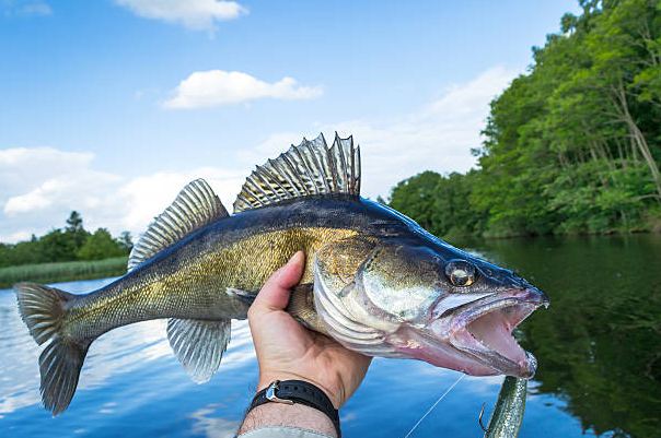 Five Ways To Catch Finicky Walleye