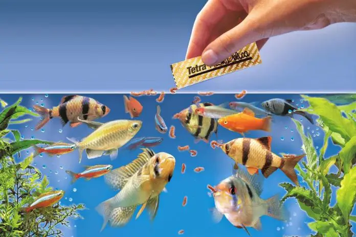 How To Select Fish Food For Aquarium Fish
