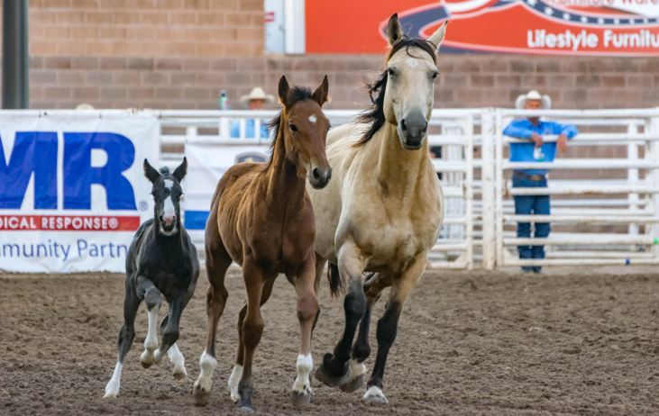 Preparing For Foaling