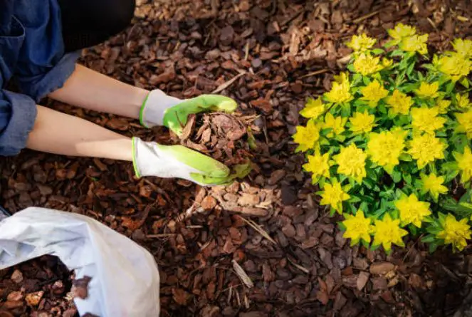 What Beginning Gardeners Need To Know About Mulching