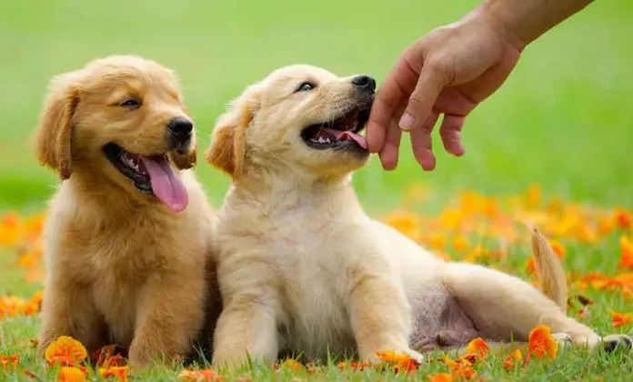 Golden Retrievers - Loved By Many