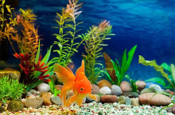 How To Select Gravel And Lighting For Your Aquarium