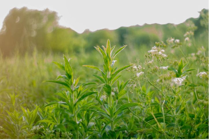 Herbs That Keep The Bugs Away And Banish Bug Bites!