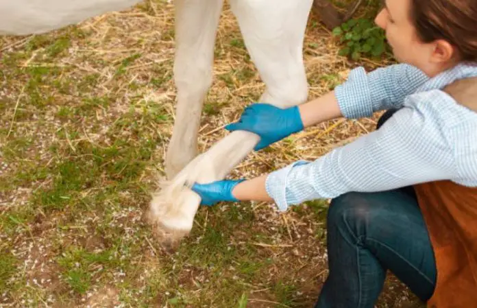 Horse Lameness A Health Problems In Horses