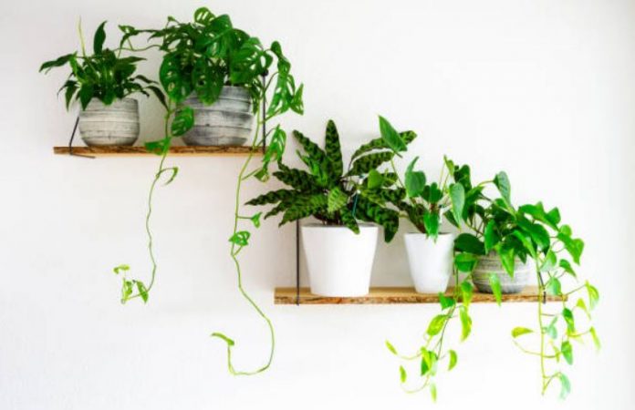 Houseplant Fundamentals