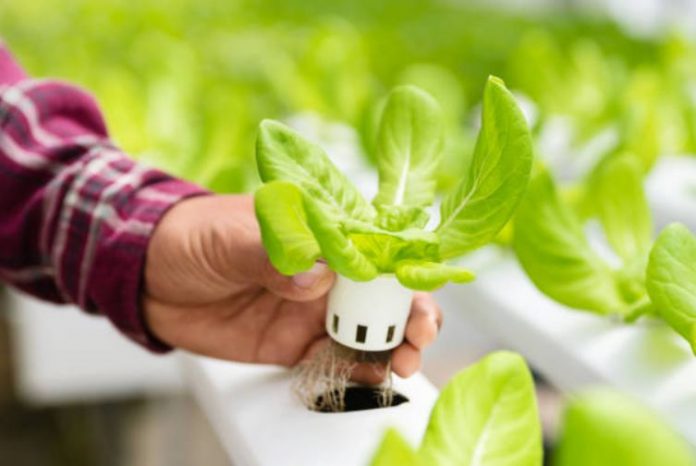 How To Create Your Own Indoor Hydroponics Garden