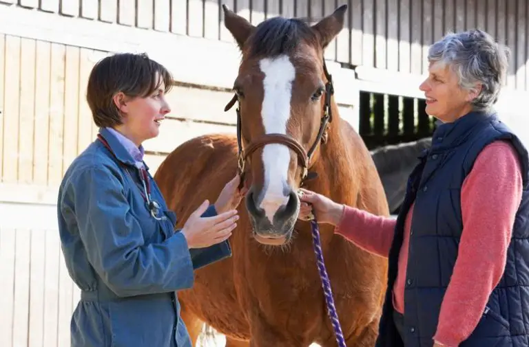 Everything You Need To Know About Insurance For Horses