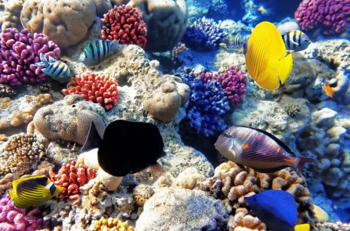 How To Select Marine Aquarium Fish
