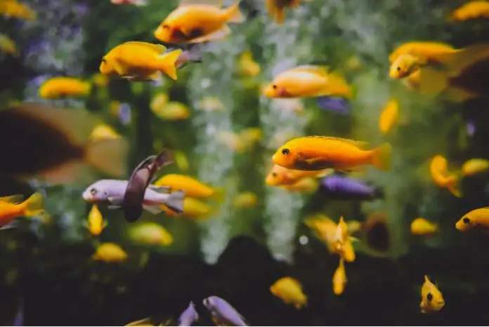 How To Select Marine Aquarium Fish