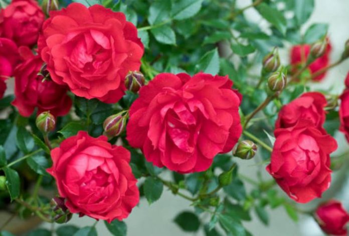 What You Need To Know About Miniature Roses