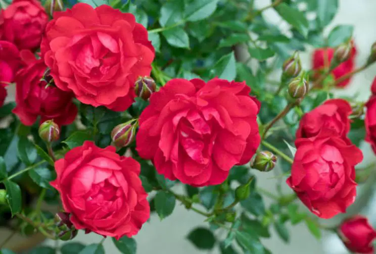 What You Need To Know About Miniature Roses