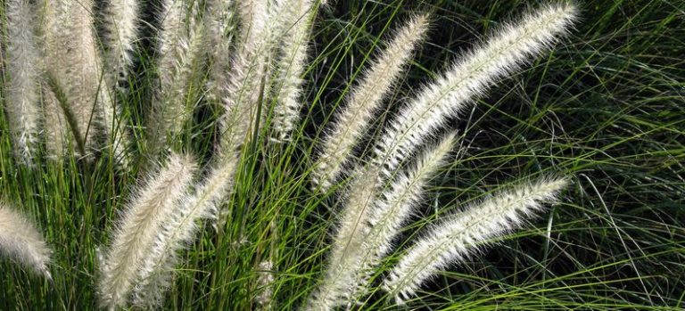 Ornamental Grasses