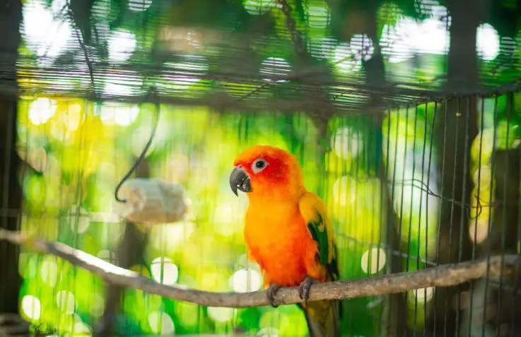 Nutrition In Order To Keep Your Pet Bird Healthy