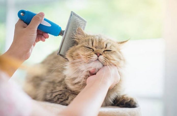 Pet Cat Grooming