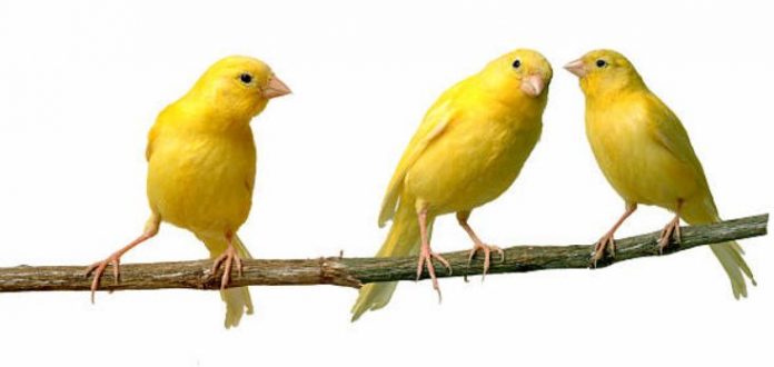 A Great Pet – The Canary