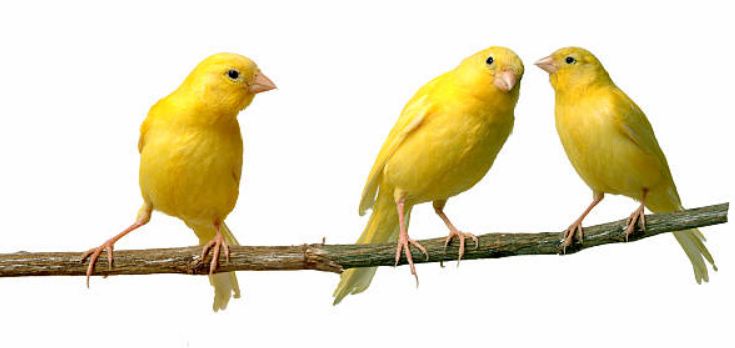 A Great Pet – The Canary