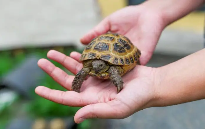 How To Take Better Care Of Your Pet Turtle