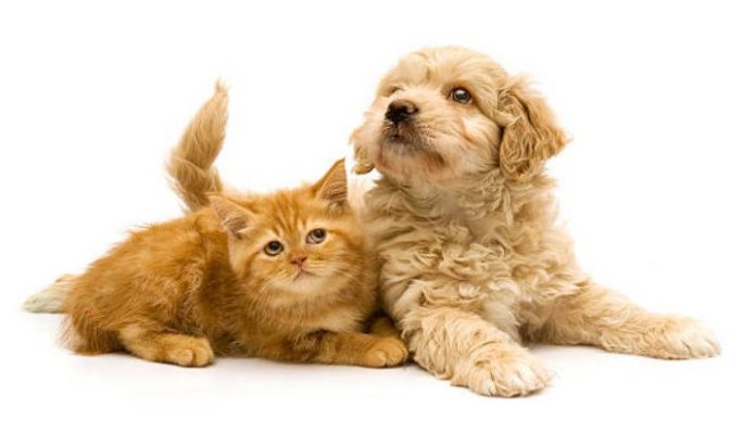 How To Ensure Your Pets Cats And Dogs