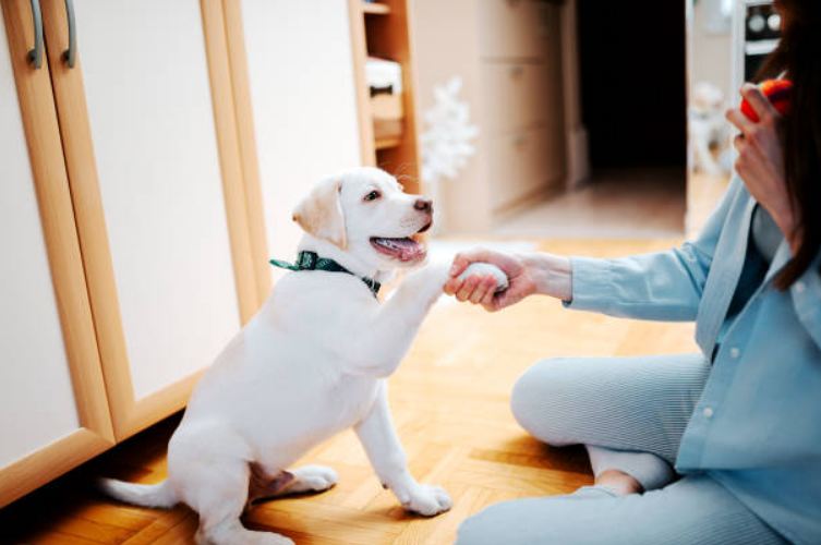 Showing Dogs. What To Do At Your First Show.