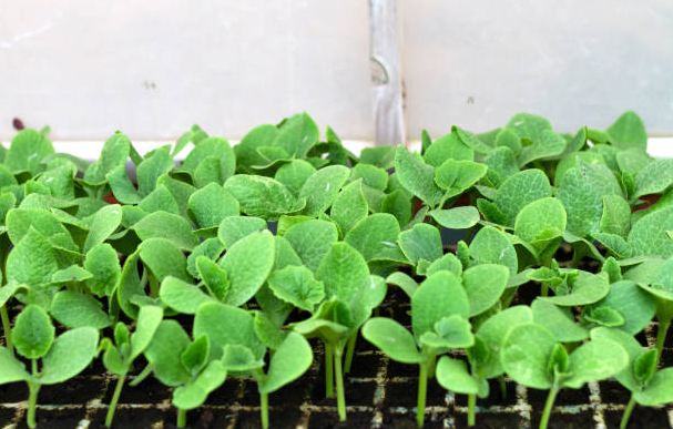 Sprouting Seeds At Home