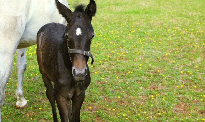 How To Stop Your Horse From Stall Kicking