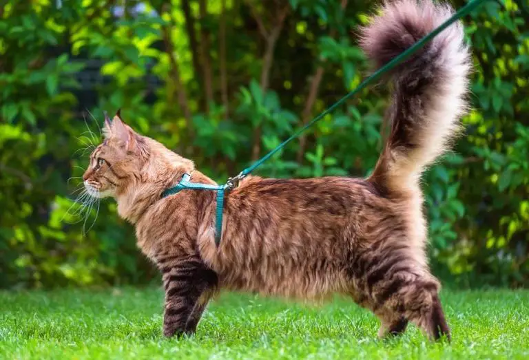 Taking Your Cat For A Walk
