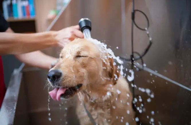 The Best Ways To Take Care Of Dogs