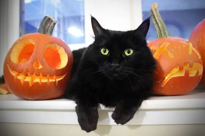 The History Of Black Cats And Halloween